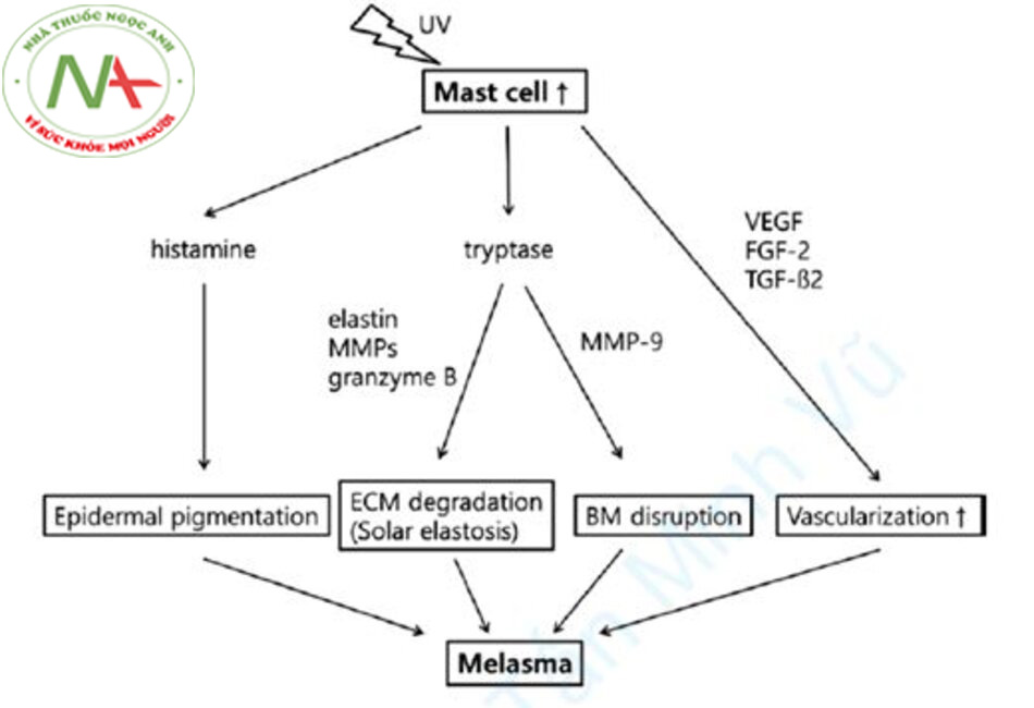 Hình 12.4 Vai trò của tế bào mast trong quá trình hình thành hắc tố và lão hoá do ánh sáng. UV- tia cực tím, MMPs- metalloproteases chất nền, VEGF- yếu tố tăng trưởng nội mô mạch máu, FGF-2- yếu tố tăng trưởng nguyên bào sợi -2, TGF-β- yếu tố tăng trưởng biến đổi -β, ECM- chất nền ngoại bào, BM- màng đáy.