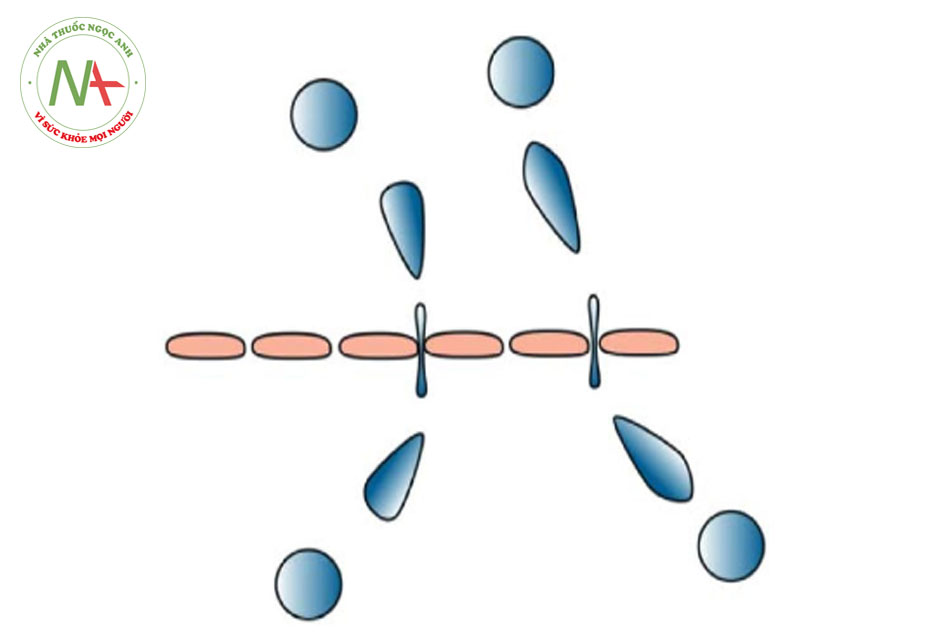 Hình 5.2 Elastic liposome xâm nhập vào các khoảng liên bào của tế bào sừng