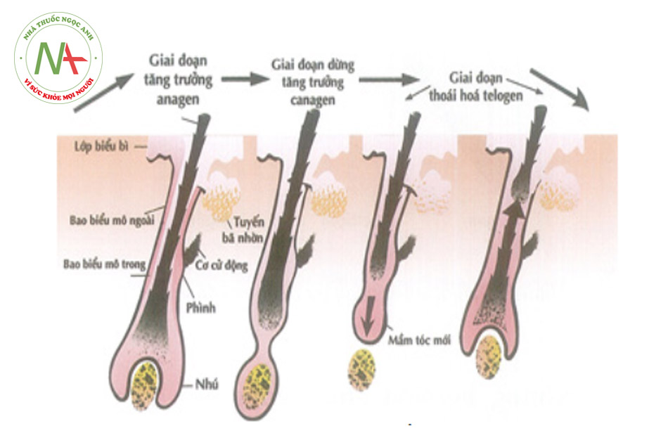 Hình 18.1. Chu trình phát triển của sợi tóc