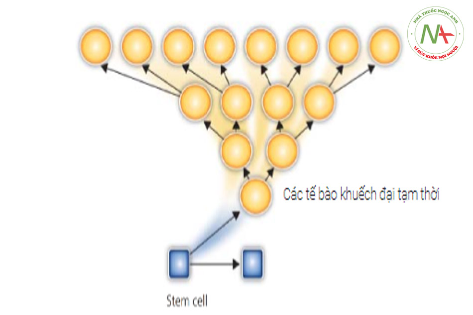 Hình 19.1 Trong quá trình phân chia không đối xứng (biệt hóa), một tế bào gốc đang tái tạo phân chia thành hai loại tế bào. Nó tự đổi mới để tạo ra một tế bào gốc mới, và nó tự biệt hóa để tạo ra một tế bào khuếch đại tạm thời. Tế bào khuếch đại tạm thời sẽ trải qua quá trình phân chia đối xứng để tạo ra vô số tế bào biệt hóa của một dòng cụ thể, ví dụ, nguyên bào sợi. Nguồn: Dahl MV. 2012. Sao chép lại với sự cho phép của John Wiley & Sons Ltd.