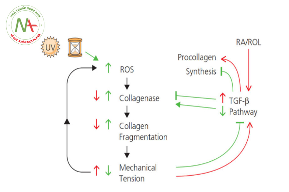 Hình 8.3 Vị trí hoạt động của retinoids trong con đường dẫn truyền tín hiệu ở da lão hóa. Cho dù do tác hại của tia cực tím hay thời gian, các nhóm oxy phản ứng được tạo ra dẫn đến sự gia tăng collagenase. Collagenase là ma trận metalloproteinase chính chịu trách nhiệm dẫn đến sự suy thoái và phân mảnh của collagen ở da. Sự phân mảnh collagen dẫn đến giảm sức căng cơ học của nguyên bào sợi, do đó dẫn đến giảm hoạt động tín hiệu TGF-B dẫn đến sự phong tỏa sự hình thành procollagen mới. Sự phong tỏa TGF-B cũng dẫn đến sự gia tăng collagenase, do đó duy trì chu kỳ phân mảnh collagen. Retinoids, axit retinoic cụ thể và retinol, cải thiện sự xuất hiện của da lão hóa bằng cách tăng TGF-B dẫn đến tăng tổng hợp procollagen và giảm collagenase.