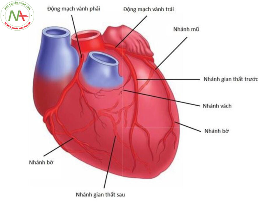 Hình 3 – 1. Giải phẫu hệ mạch vành (Reproduced with permission rom Le T, Krause K. First Aid for the Basic Sciences: Organ Systems, 2nd ed. New York: McGraw-Hill, 2011, Fig.1-9