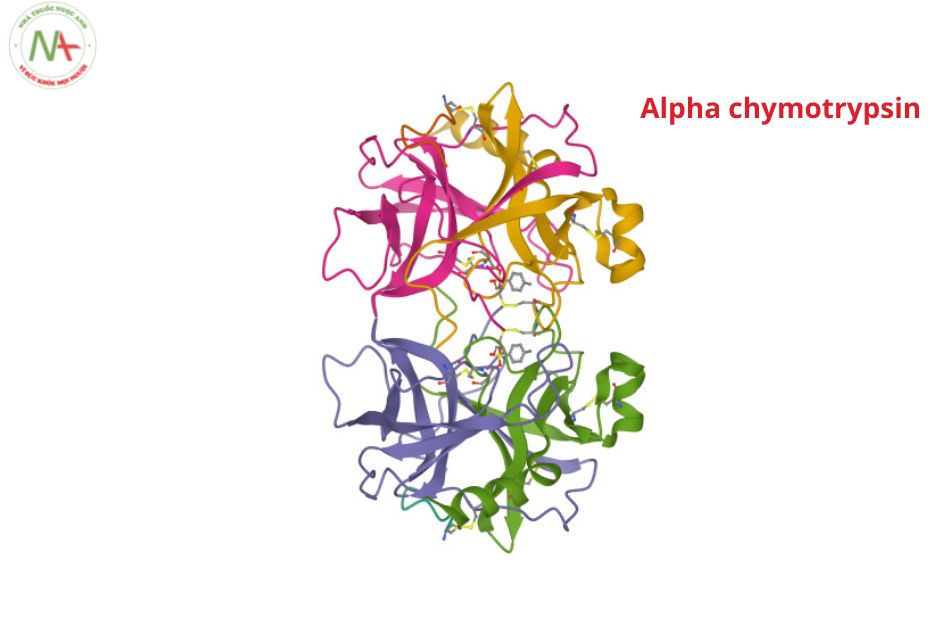 Những loại thực phẩm nào chứa enzyme chymotrypsin?
