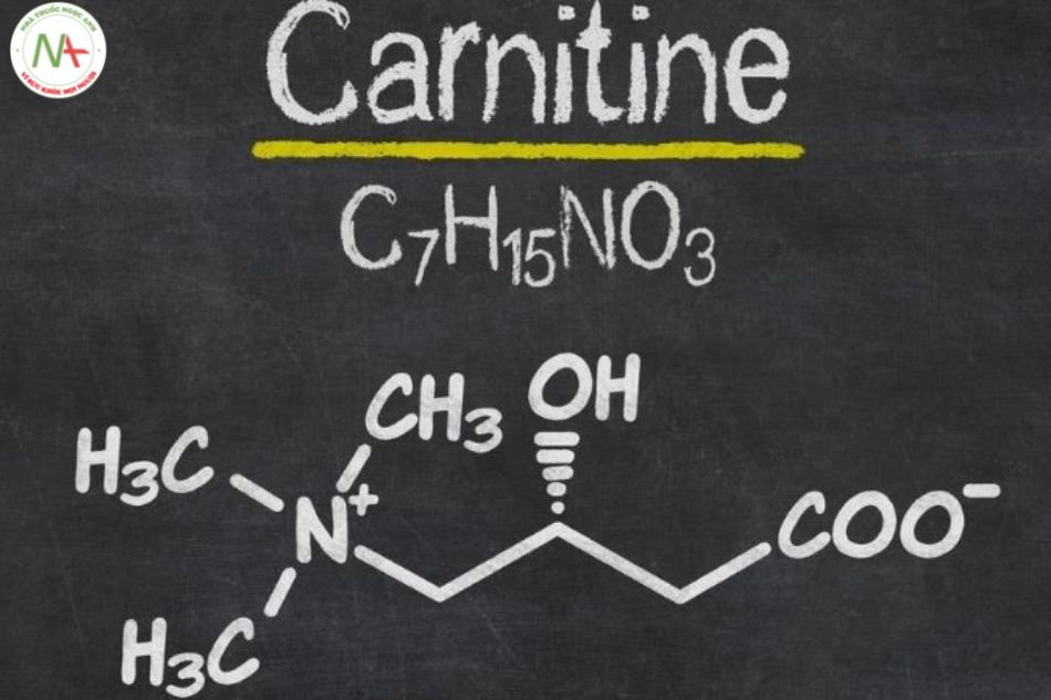 L-carnitine là một axit amin tự nhiên đóng một vai trò quan trọng trong việc sản xuất năng lượng của cơ thể