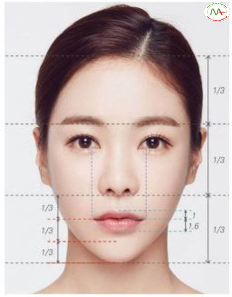Hình 4.89 Tỷ lệ khuôn mặt liên quan đến môi.