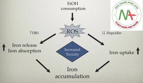 Hình 3. Thừa sắt do bệnh gan do rượu. Viết tắt: EtOH, etanol; ROS, các loại oxy phản ứng; TfR1, thụ thể transferrin 1