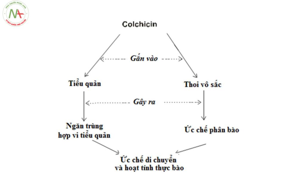 Cơ chế hoạt động của Colchicin