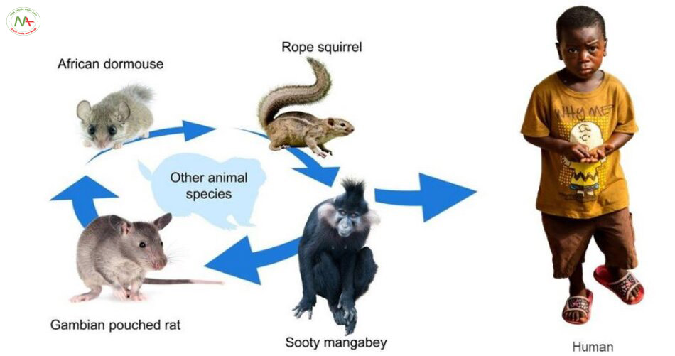 Mối liên quan giữa động vật và đậu mùa khỉ 