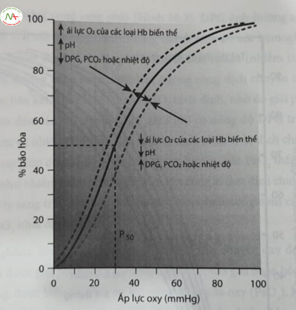 Hình 10.3 Đường cong phân ly oxy của hemoglobin. Phàn trâm độ bão hòa của hemoglobin với oxy ở các áp lực oxy khác nhau được mô tả bằng các đường cong biểu thị. P50 được biều thị bầng các đường nét đứt, đạt khoảng 27 mm Hg ỏ hồng cằu bình thường. Các đièu chỉnh của chức năng hemoglobin làm tăng ái lực với oxy sẽ dịch chuyền đường cong sang trái, trong khi những đièu chỉnh làm giảm ái lực với oxy sẽ dịch chuyền đưởng cong sang phải. DPG, Diphosphoglycerate. (Từ Kelley's Textbook of Internal Medicine. 4th ed. Philadelphia, Lippincott VVilliams & VVilkins, 2000). 