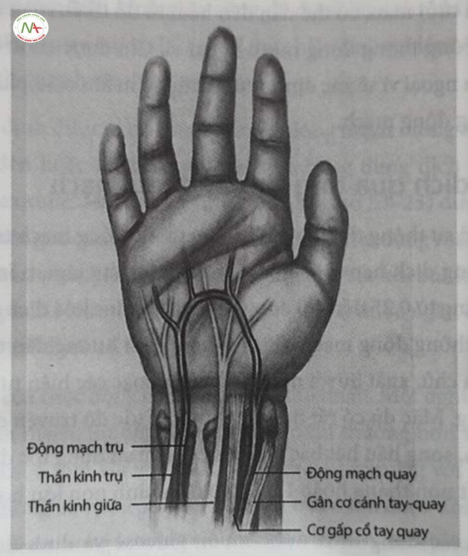 Hình 10.8 Giải phảu bàn tay thể hiện các động mạch quay, động mạch trụ và các cấu trúc xung quanh. A., động mạch; Flex. carp. rad., cơ gấp cổ tay quay; N., thần kinh.