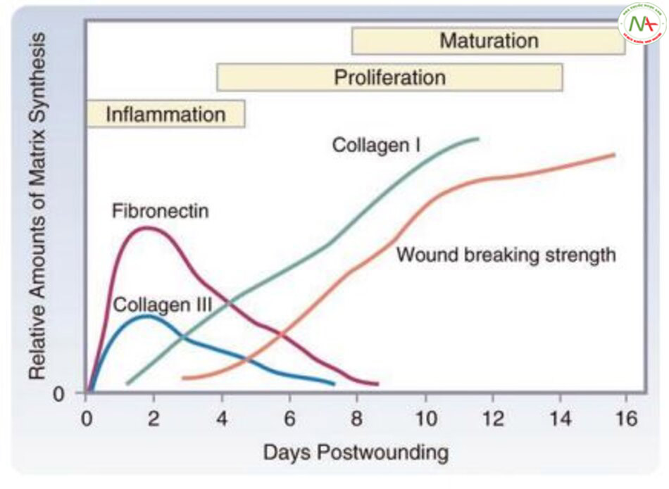 Hình 11.7 Lắng đọng ch ất nền vết thương theo thời gian. Fibronectin và collagen loại III tạo thành chất nền ban đầu. Collagen loại I tích tụ muộn hơn và tương ứng với sự gia tăng độ bền của vết thương. 