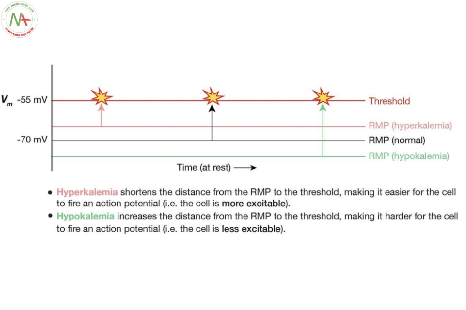 Hình 3. Sự ảnh hưởng của điện thế nghỉ màng tế bào (RMP) đối với tính kích thích của tế bào: khoảng cách từ mức RMP đến ngưỡng phản ánh mức độ kích thích của tế bào. Vm, điện thế màng. Image modiﬁed from Ref. 9, with permission from FASEBJournal.