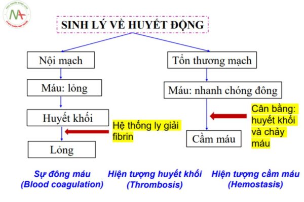 Đại cương về đông máu: Cơ chế đông máu, dấu hiệu nhận biết
