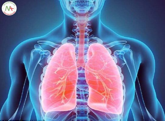 Siêu âm phổi ở bệnh nhân nặng: BLUE Protocol