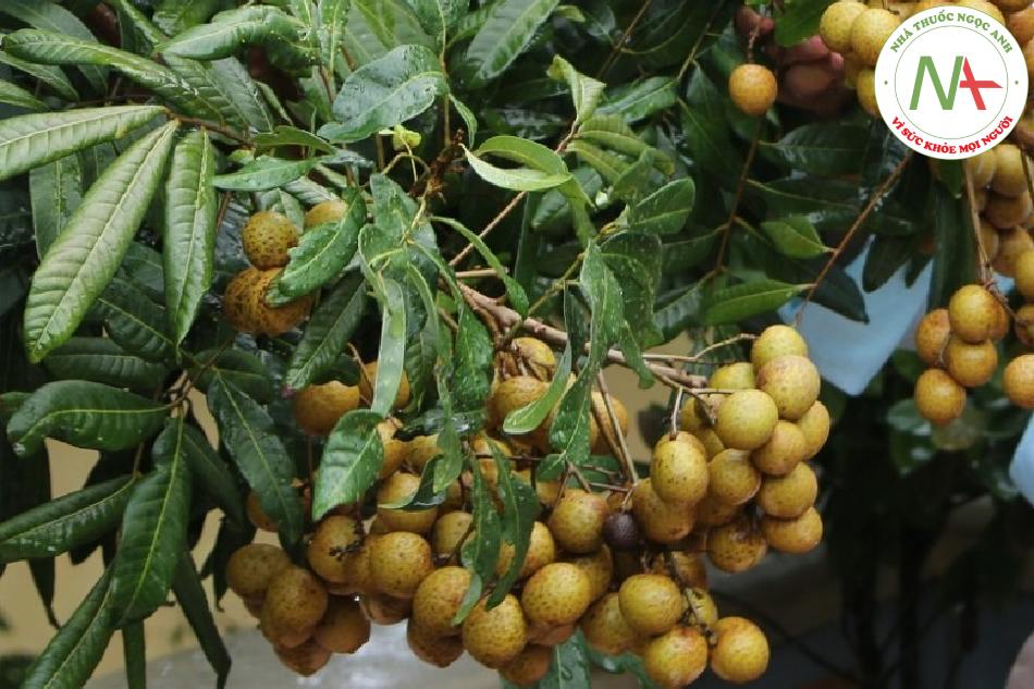 Áo hạt của loài Dimocarpus longan Lour. (Nhãn), họ Bồ hòn (Sapindaceae)