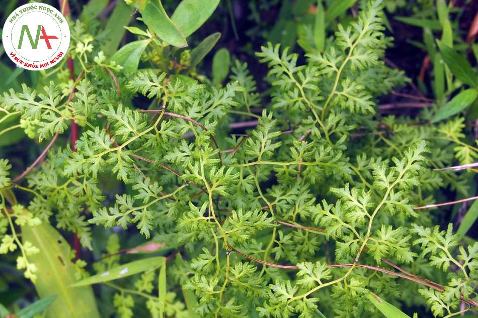 Bào tử chín khô của loài Lygodium japonicum (Thunb.) Sw. (Bòng bong), họ Bòng bong (Lygodiaceae)