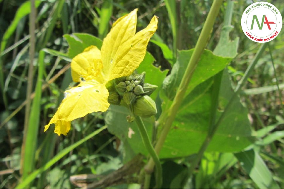 Các bó mạch dẫn trong quả chín khô của loài Luffa cylindrica (L.) Roem. (Mướp), họ Bí (Cucurbitaceae)