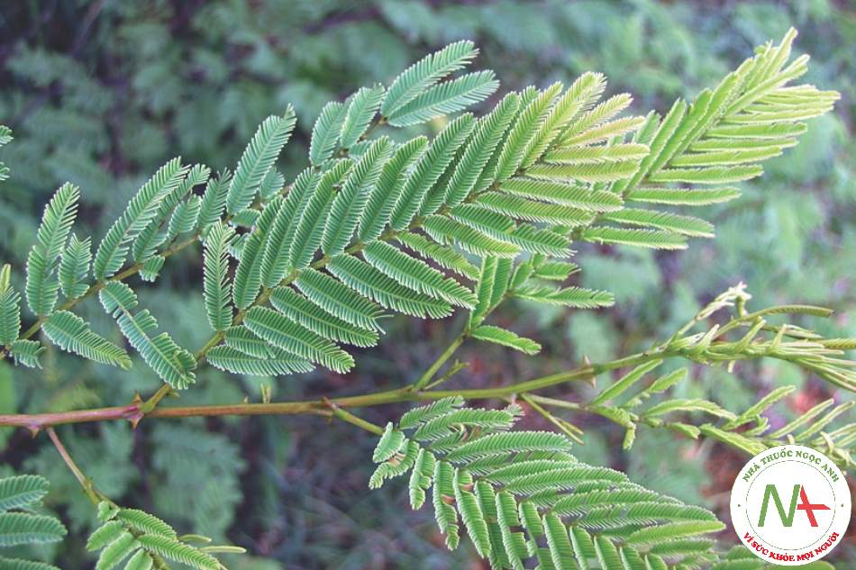 Cao đặc của cành và thân cây đã bóc vỏ của loài Acacia catechu (L. f.) Willd. (Keo cao), họ Đậu (Fabaceae)