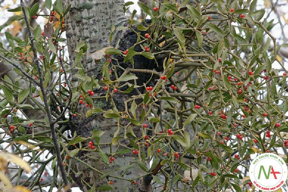 Cây có lá khô của loài Viscum coloratum (Komar.) Nakai (Hộc Ký sinh), họ Tầm gửi (Loranthaceae)