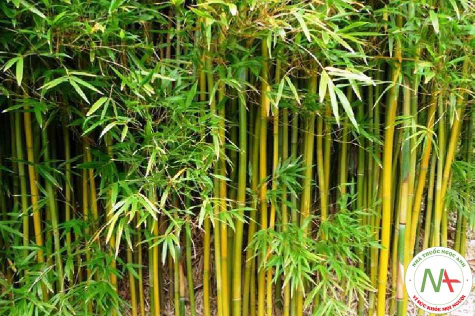 Chất tiết khô dạng cục từ thân loài Bambusa textilis McClure (Tre sợi), họ Lúa (Poaceae)