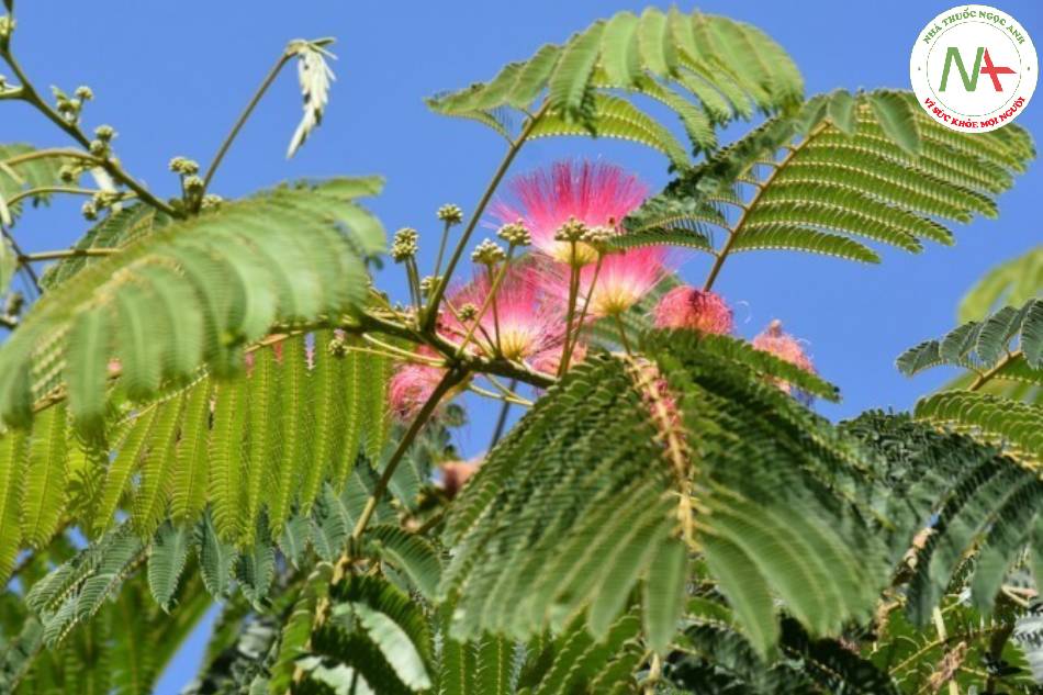 Cụm hoa khô của loài Albizia julibrissin Durazz. (Hợp hoan), họ Đậu (Fabaceae)