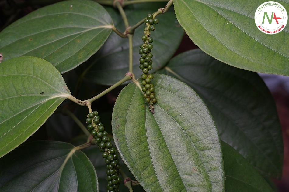 Cụm quả gần chín hoặc chín khô của loài Piper nigrum (Hồ tiêu), họ Hồ tiêu (Piperacaee)