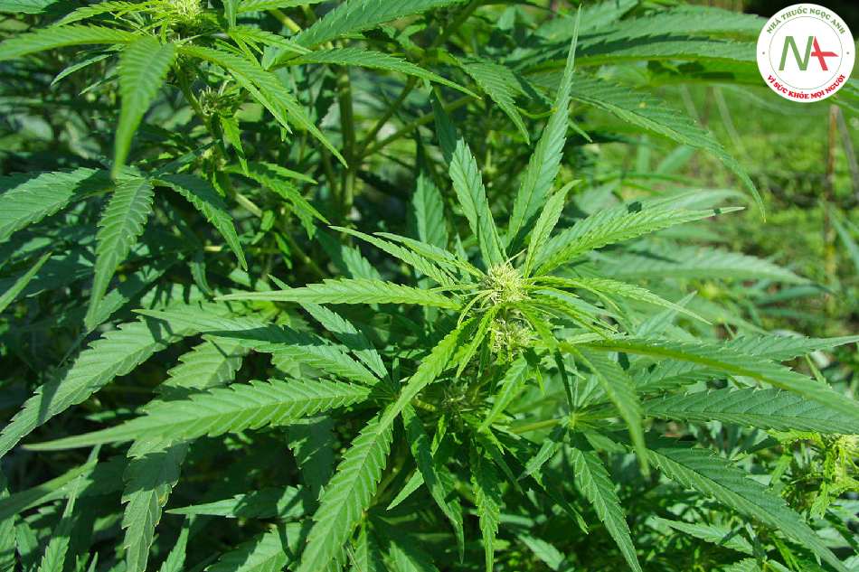 Hạt chín khô của loài Cannabis sativa L. (Gai dầu), họ Gai mèo (Cannabaceae)