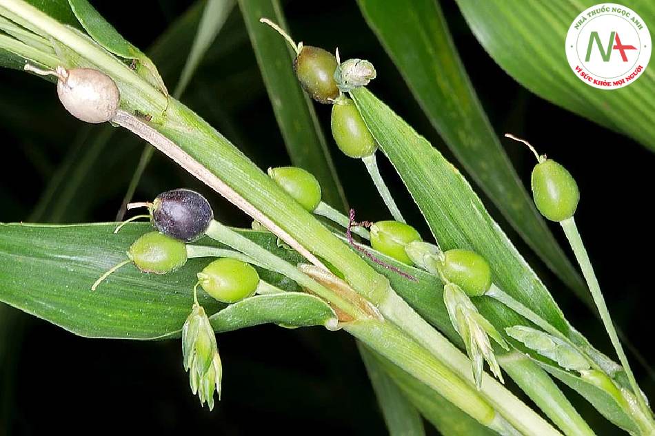 Hạt chín khô của loài Coix lachryma-jobi L. var. maỵuen (Roman) Stapf. (Ý dĩ), họ Lúa (Poaceae) 