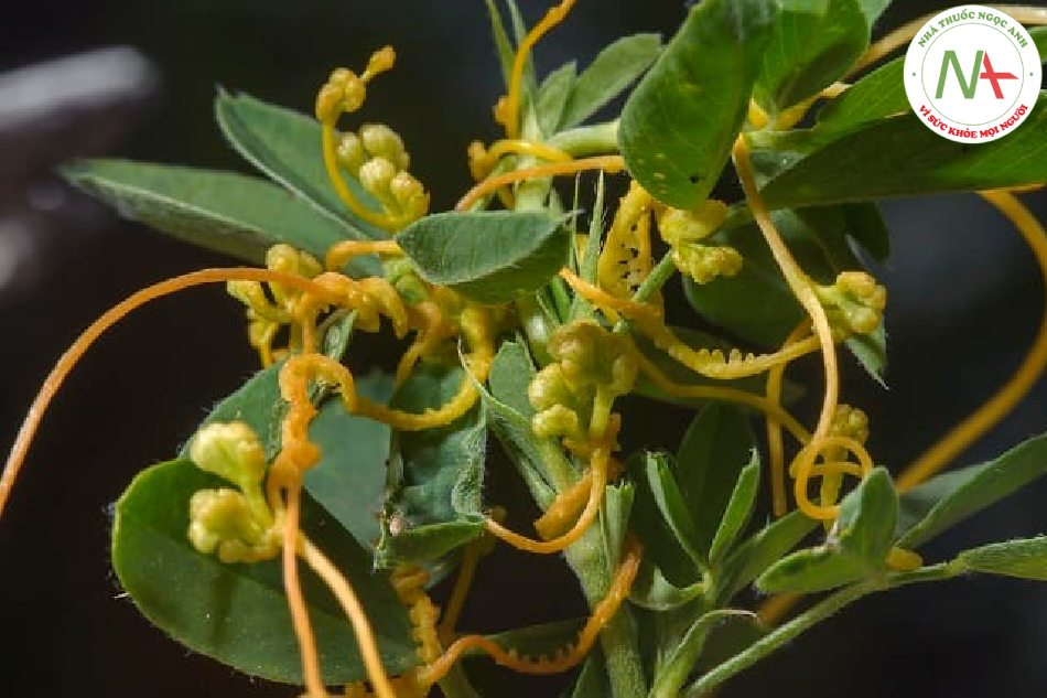 Hạt chín khô của loài Cuscuta chinensis Lam., họ Khoai lang (Convovulaceae)