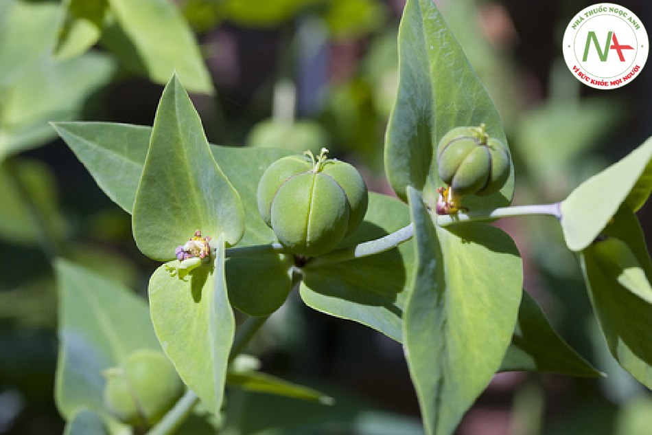 Hạt chín khô của loài Euphorbia lathyris L. (Tục tuỳ), họ Thầu dầu (Euphorbiaceae)