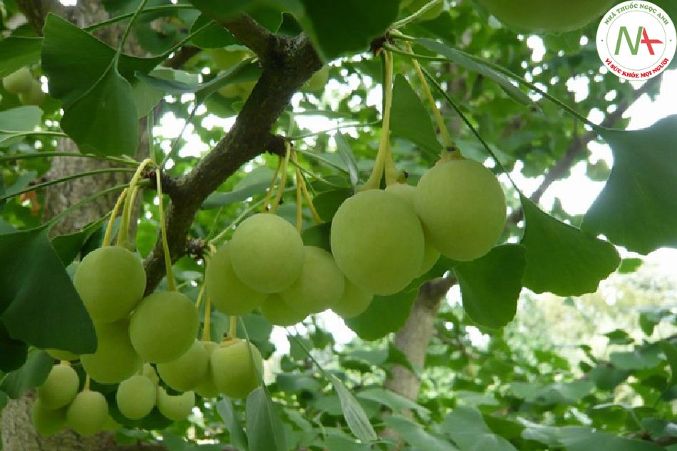 Hạt chín khô của loài Ginkgo biloba L. (Bạch quả), họ Bạch quả (Ginkgoaceae)