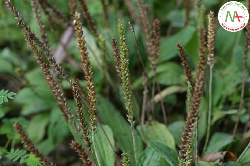 Hạt chín khô của loài Plantago asiatica L. (Mã đề), họ Mã đề (Plantaginaceae)