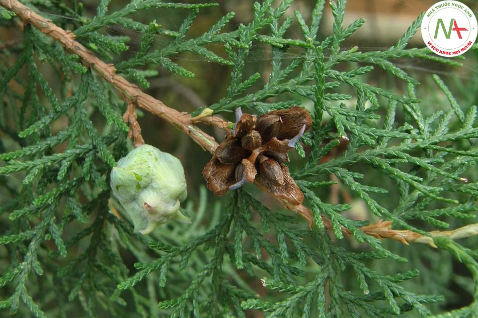 Hạt chín khô của loài Platycladus orientalis (L.) Franco (Trắc bách), họ Trắc bách (Cupressaceae)