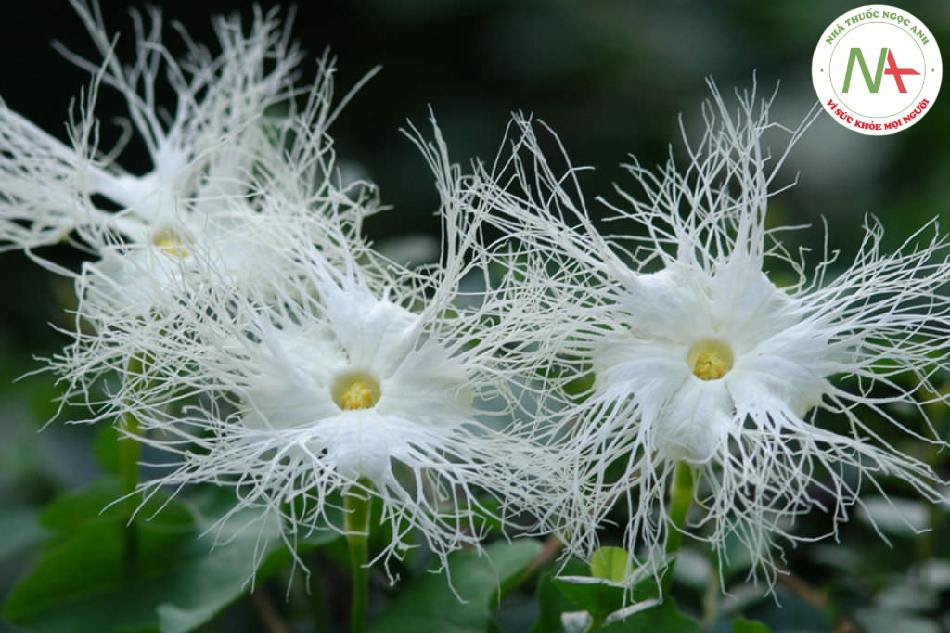 Hạt chín khô của loài Trichosanthes kirilowii Maxim. (Qua lâu), họ Bí (Cucurbitaceae)