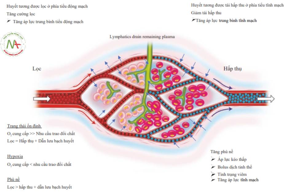 Hình 7 Tưới máu mao mạch bình thường. Máu đi qua từ phía tiếu động mạch của giường mao mạch. Khi mô được oxy hóa, plasma lọc ra ngoài kẽ. Nó được tái hấp thu ở phía tiếu tĩnh mạch của giường mạch. Chất lỏng dư thừa được dẫn lưu bởi bạch huyết