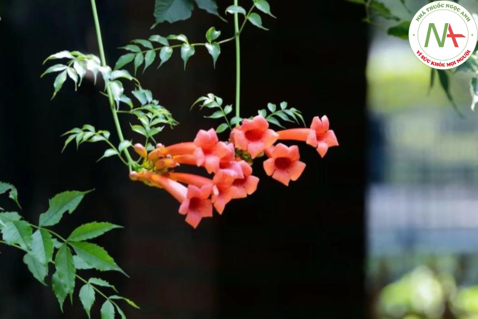 Hoa khô của loài Campsis radicans (L.) Seem. (Lăng tiêu Châu Mỹ), họ Chùm ớt (Bignoniaceae)