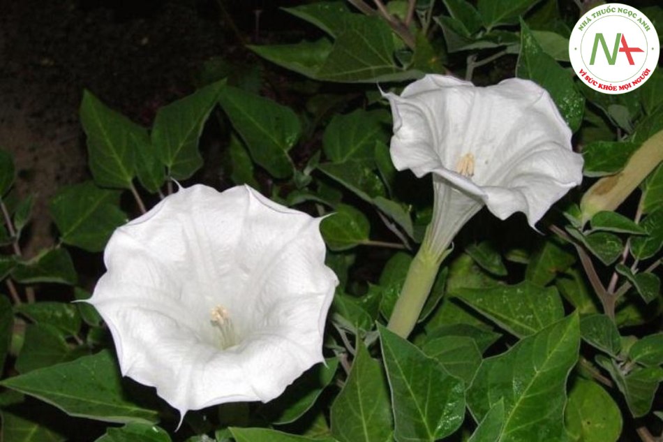 Hoa khô của loài Datura metel L. (Cà độc dược), họ Cà (Solanaceae). Còn gọi là Nam dương kim hoa (w nan yang jin hua - hoa Cà độc dược miền Nam)