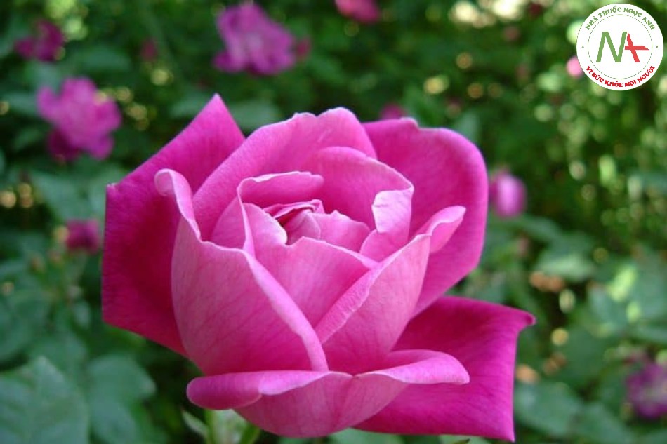Hoa khô của loài Rosa chinensis Jacq. (Nguyệt quý), họ hoa Hổng (Rosaceae)