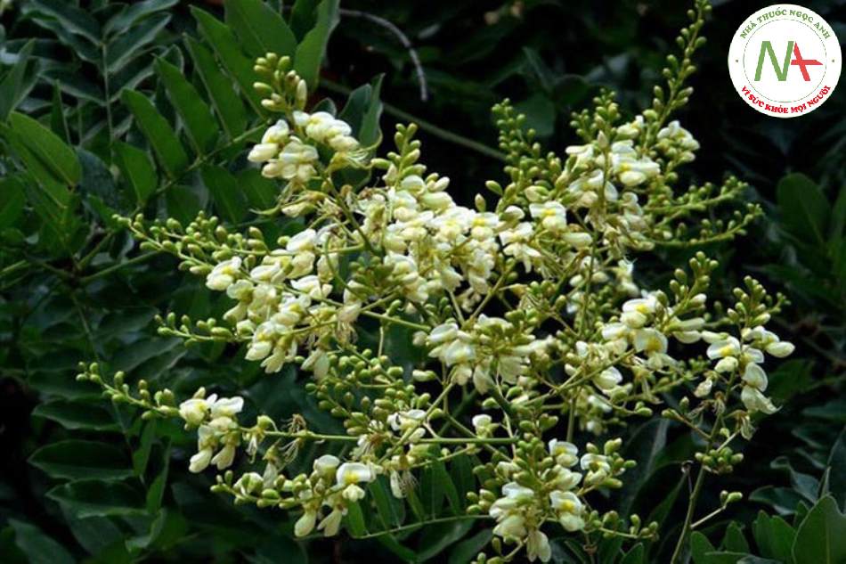 Hoa và nụ hoa khô của loài Styphnolobium japonicum (L.) Schott (Hòe), họ Đậu (Fabaceae)
