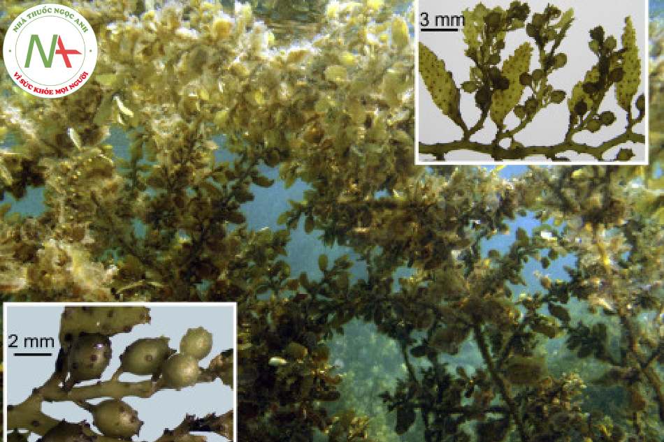 Lá khô của loài Sargassum fusiforme (Harv.) Setch. (Hải tảo lá nhỏ họ Sargassaceae)