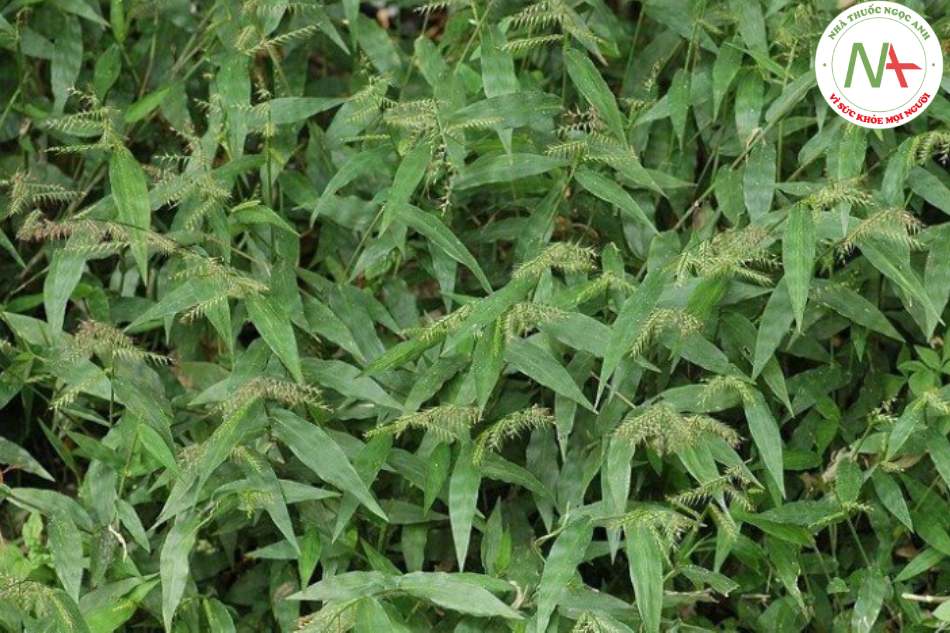 Lá khô loài Lophatherum gracile Brongn. (Đạm trúc diệp), họ Lúa (Poaceae)
