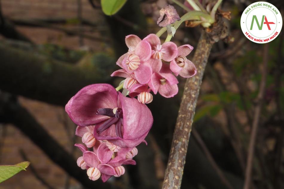 Loài Akebia quinata (Thunb.) Decne., họ Lạc di (Lardizabalaceae).