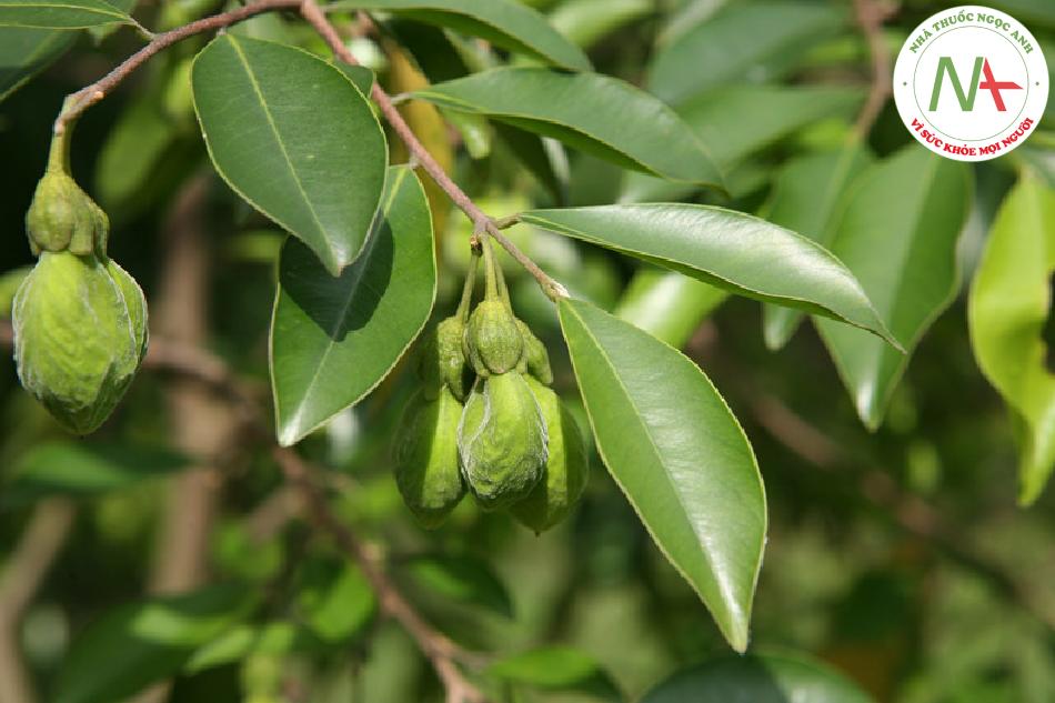 Loài Aquilaria sinensis (Lour.) Gilg (Gió trầm), họ Trầm hương (Thymelaeaceae).