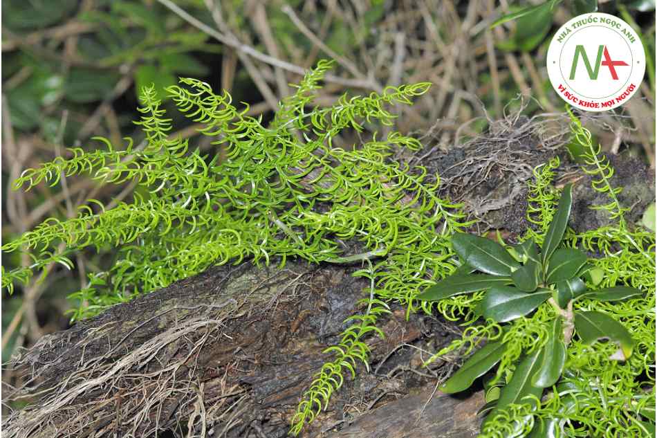 Loài Asparagus cochinchinensis (Lour.) Merr. (Thiên môn đông), họ Thiên môn (Asparagaceae)