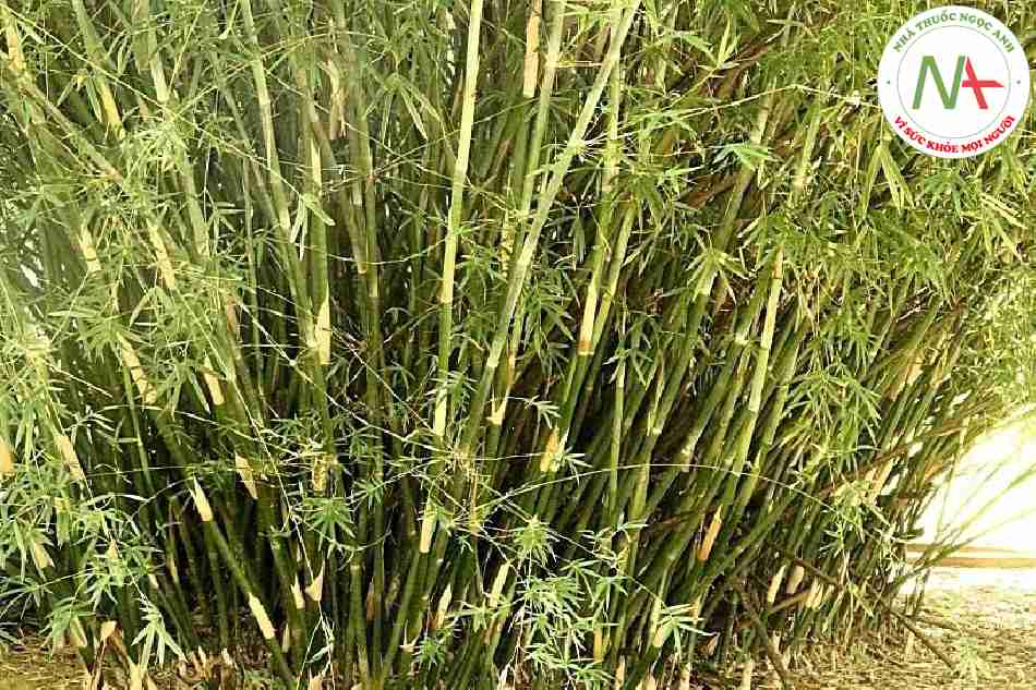 Loài Bambusa tuldoides Munro, họ Lúa (Poaceae).