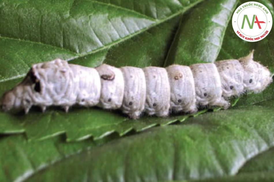 Loài Bombyx mori L. (Tằm), đã bị chết do nhiễm (hoặc cấy) nấm trắng Beauveria bassiana (Bals.) Vuillant, họ Tằm (Bombycidae).