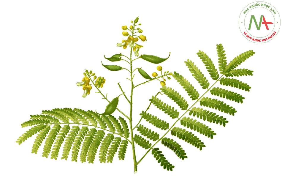 Loài Caesalpinia sappan L. (Vang), họ Đậu (Fabaceae).