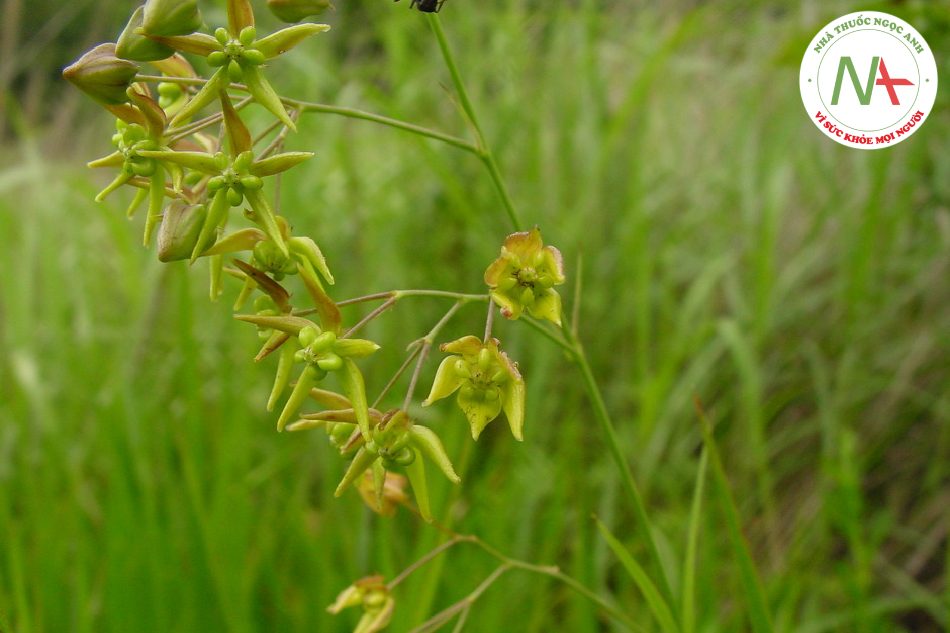 Loài Cynanchum paniculatum (Bge.) Kitag. (Từ trưởng khanh), họ Thiên lý (Asclepiadaceae).
