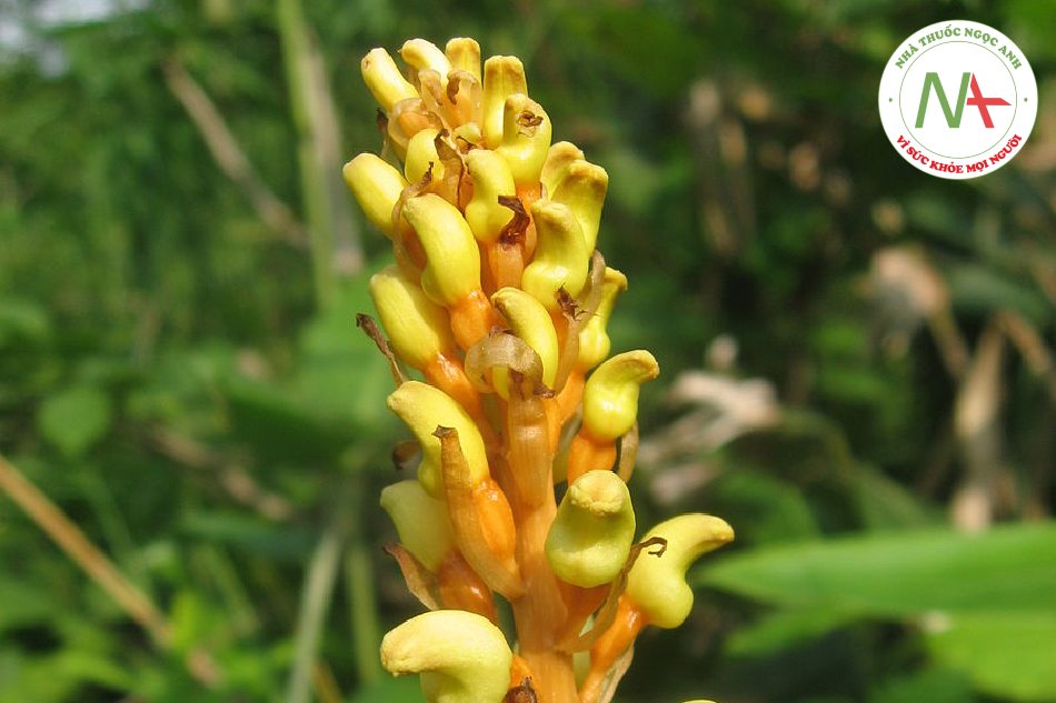 Loài Gastrodia elata (Thiên ma), họ Lan (Orchiaceae).
