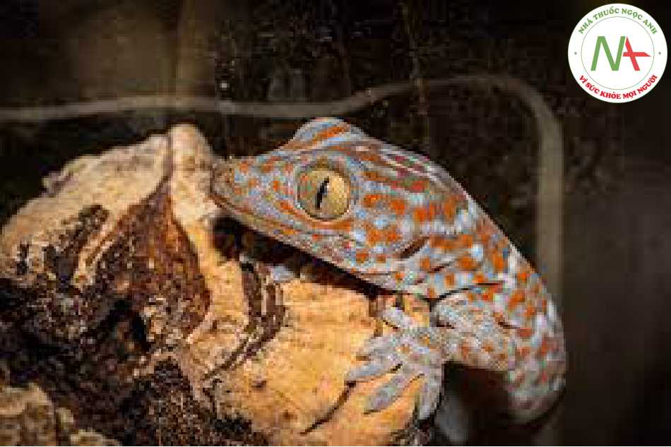 Loài Gekko gecko Linnaeus. (Tắc kè), họ Tắc kè (Gekkonidae)